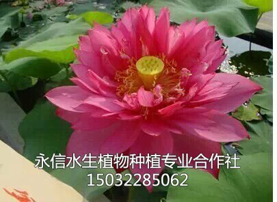 荷花2