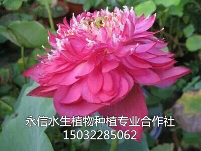 荷花1