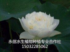荷花6
