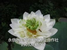 荷花4