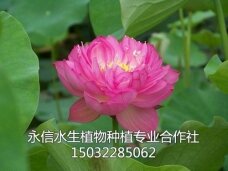 荷花3