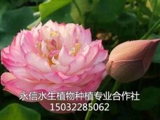 荷花2
