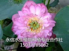 荷花5