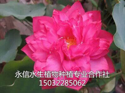 荷花1