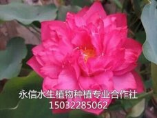 荷花1