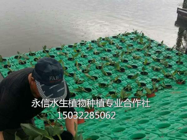 人工浮岛 (5)