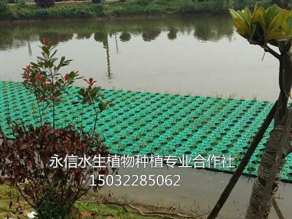人工浮岛 (4)