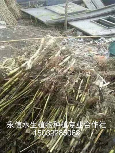 芦苇6
