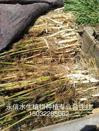 芦苇15