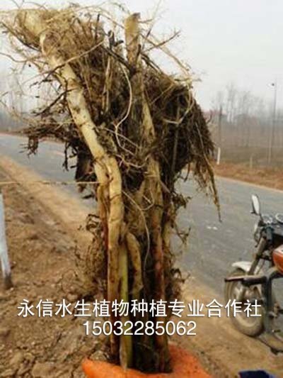 芦苇14
