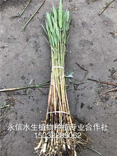 芦苇16