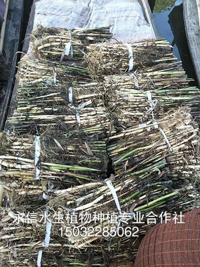 芦苇10