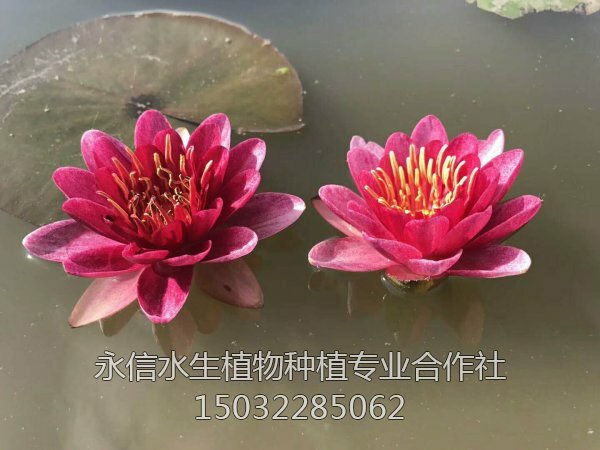 睡莲36