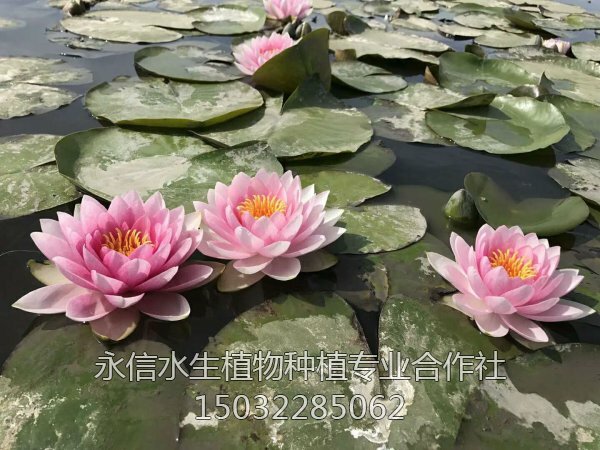 睡莲41