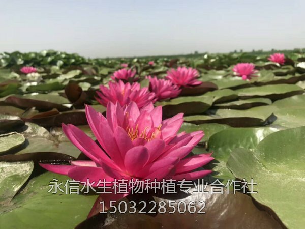 睡莲40
