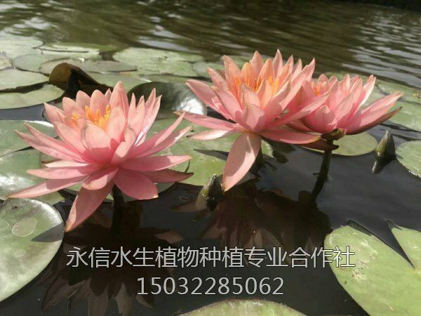 睡莲39