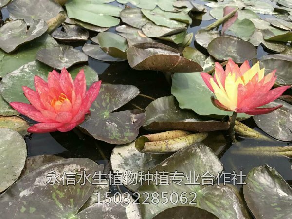 睡莲44