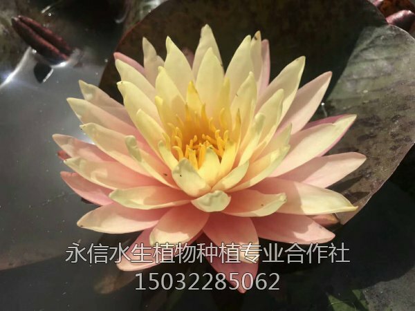 睡莲42